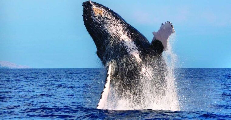 maalaea-small-group-2-hour-whale-watch-experience