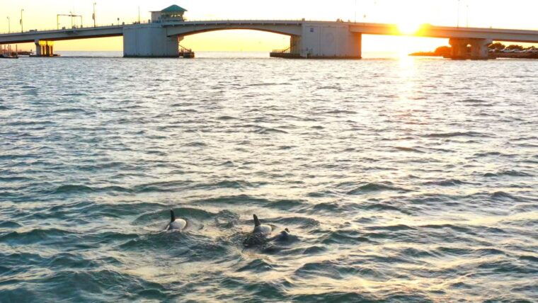 madeira-beach-guided-dolphin-watching-eco-friendly-cruise
