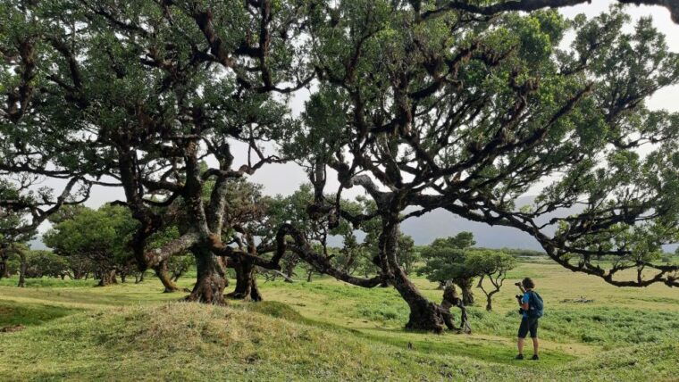 madeira-private-tour-of-fanal-forest
