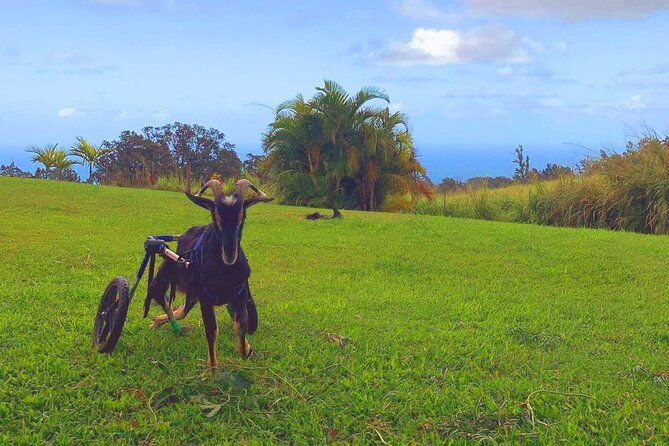 magical-creatures-sanctuary-private-tour