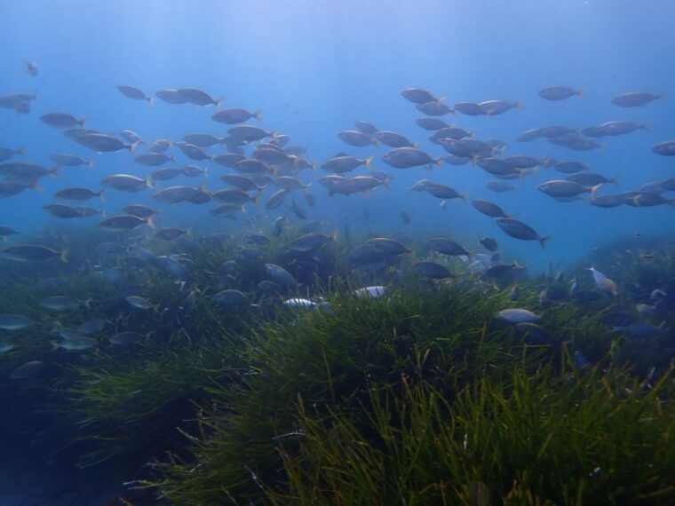 mallorca-snorkeling-in-a-beautiful-nature-reserve-2