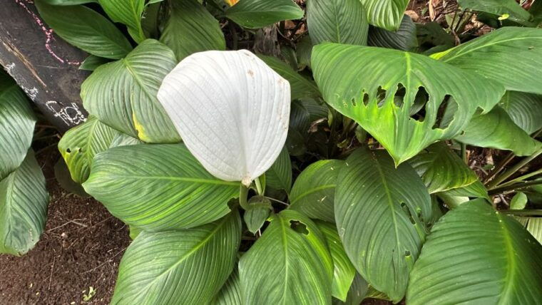 manoa-falls-ebike-to-hike
