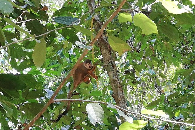 manuel-antonio-national-park-tour-from-san-jose