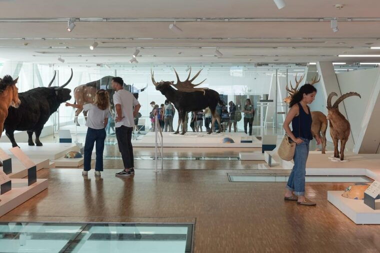 marseille-cosquer-cave-ticket-panier-district-audio-tour