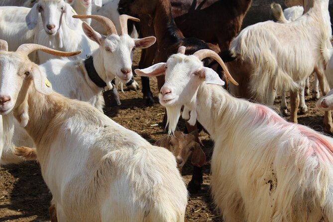 martina-franca-e-bike-tour-visit-a-breeding-and-a-dairy-farm