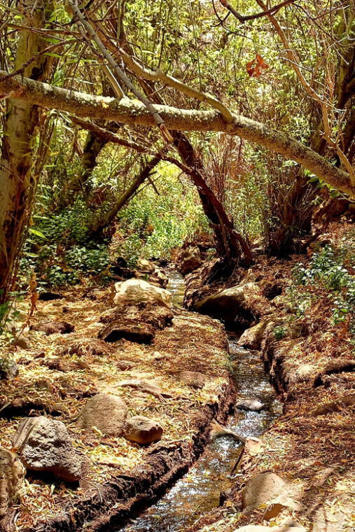 maspalomas-barranco-de-los-cernicalos-rainforest-hike