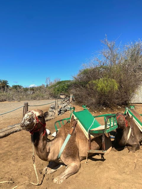 maspalomas-guided-camel-ride-in-the-maspalomas-sand-dunes