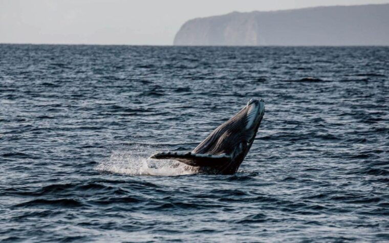 maui-alii-nui-whale-watch-catamaran-sail