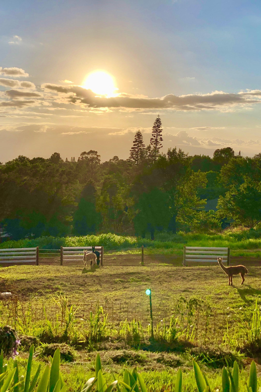 maui-alpaca-farm-visit-with-hands-on-activities