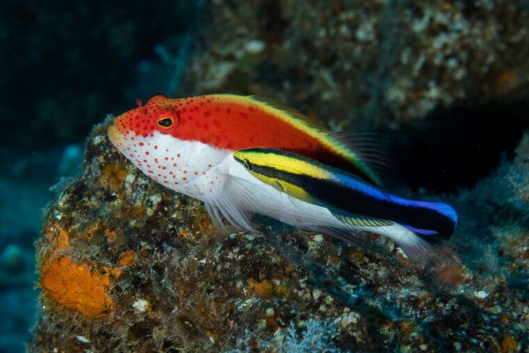maui-eco-friendly-conservation-scuba-dive-certified-divers