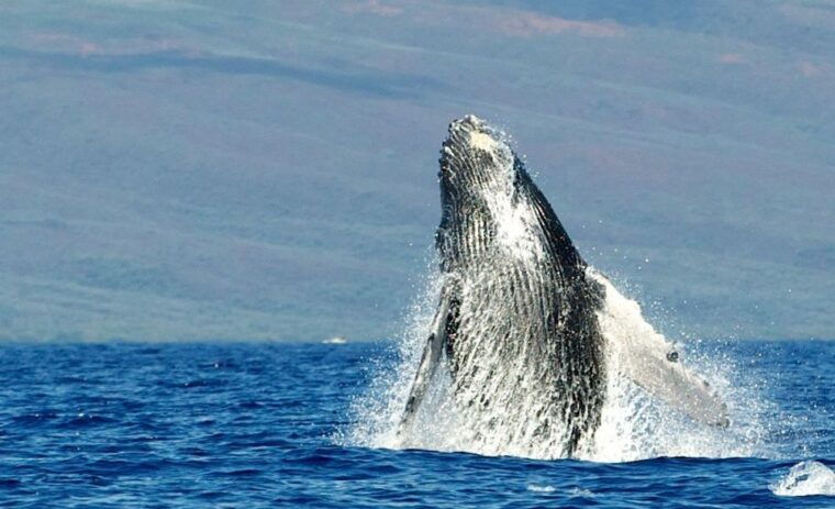 maui-guided-whale-watching-tour-on-eco-raft