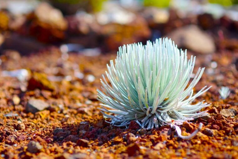 maui-haleakala-sunrise-eco-tour-with-breakfast