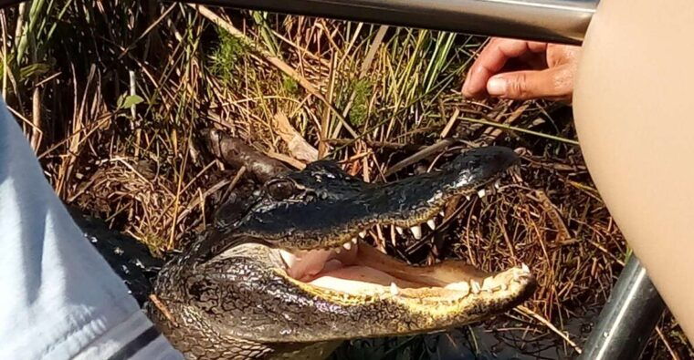 miami-everglades-full-day-tour-with-2-boat-trips-and-lunch
