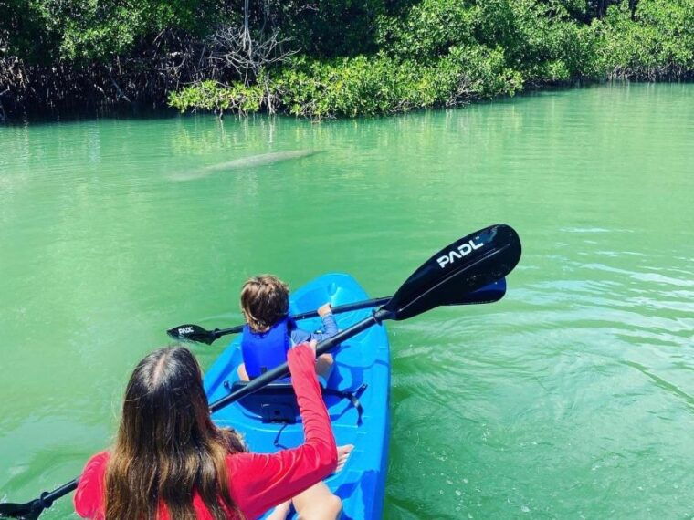 miami-manatee-season-paddleboard-or-kayak-tour