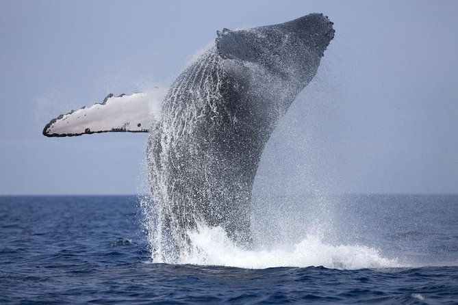 mirissa-whale-watching-stilt-fishing-turtle-tour-from-colombo