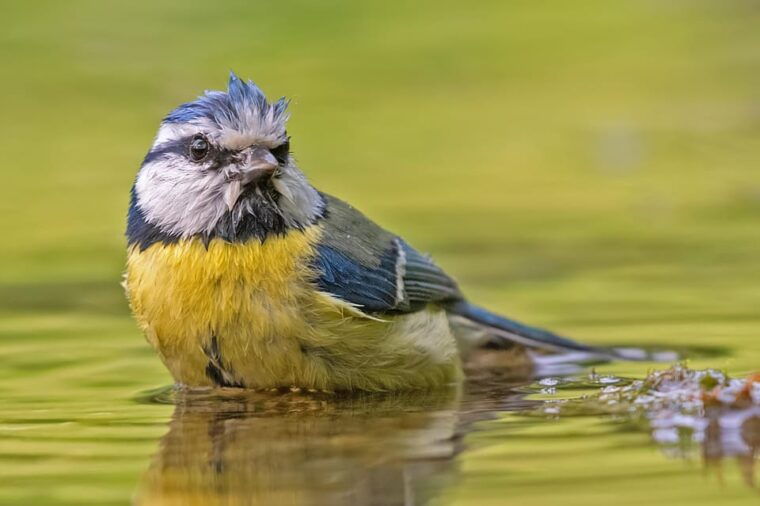 monferrato-birdwatching-and-wildlife-photography-experience