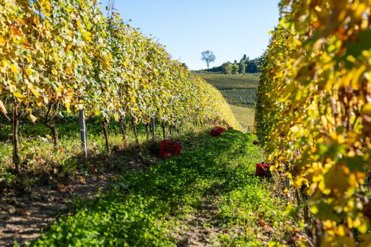 monforte-dalba-tasting-of-iconic-langhe-wines-and-winery-tour