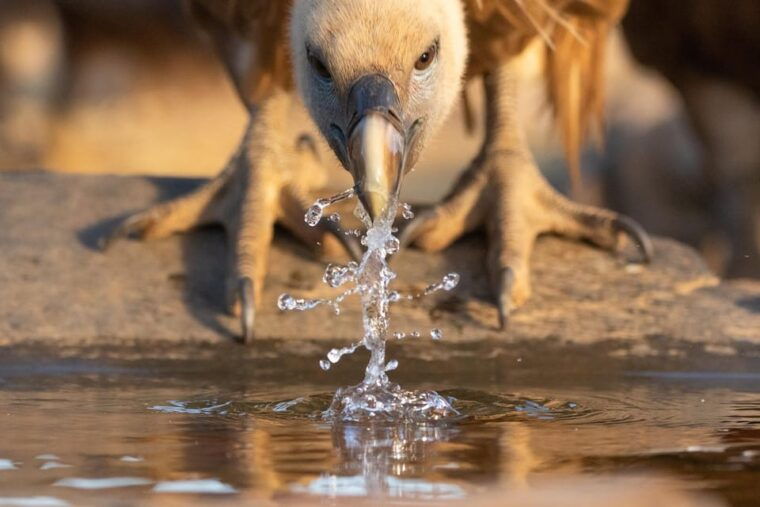 monfrague-wildlife-experience-vultures-close-up