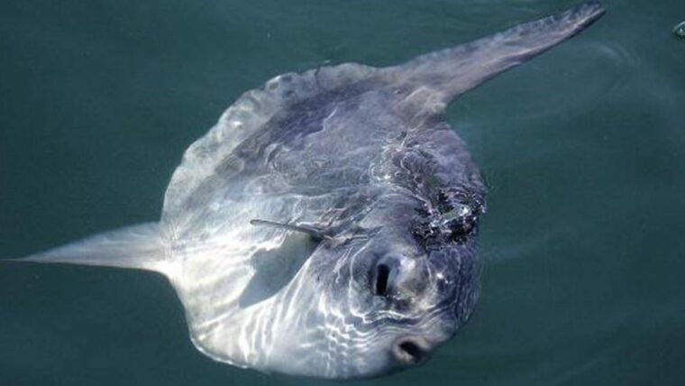 monterey-whale-watching-cruise