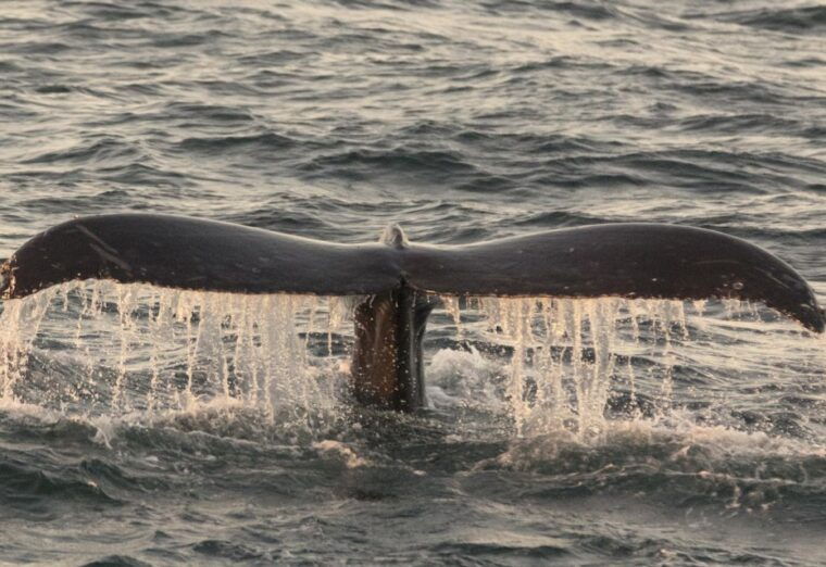monterey-whale-watching-tour-with-a-marine-guide