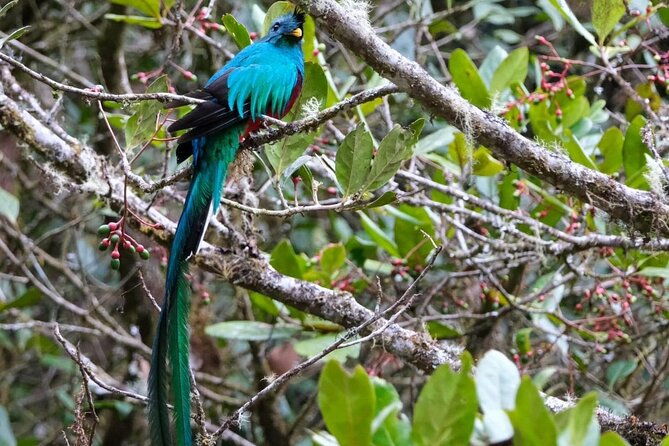 monteverde-cloud-forest-guided-tour-2