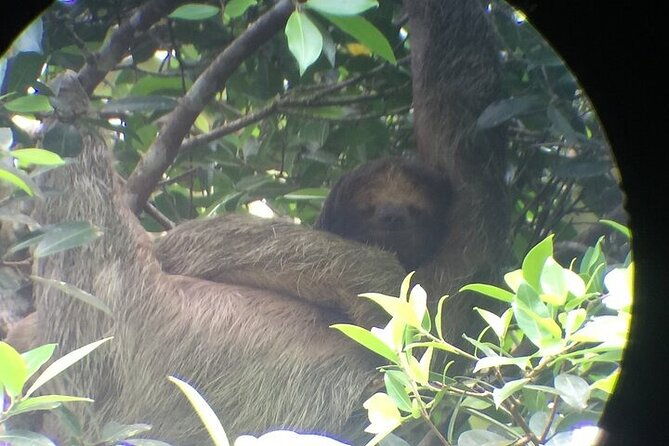 monteverde-cloud-forest-sloth-hanging-bridges-butterflies-tour