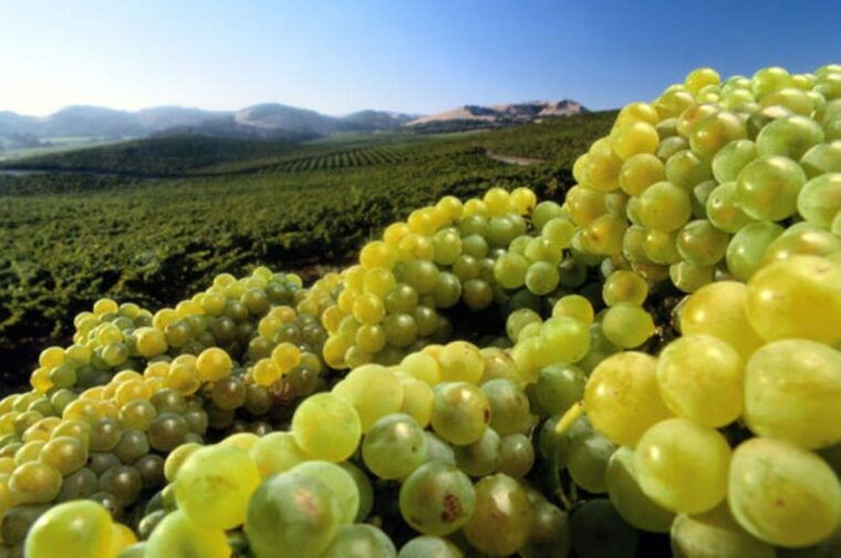 napa-deloach-vineyards-private-wine-tour-and-tasting