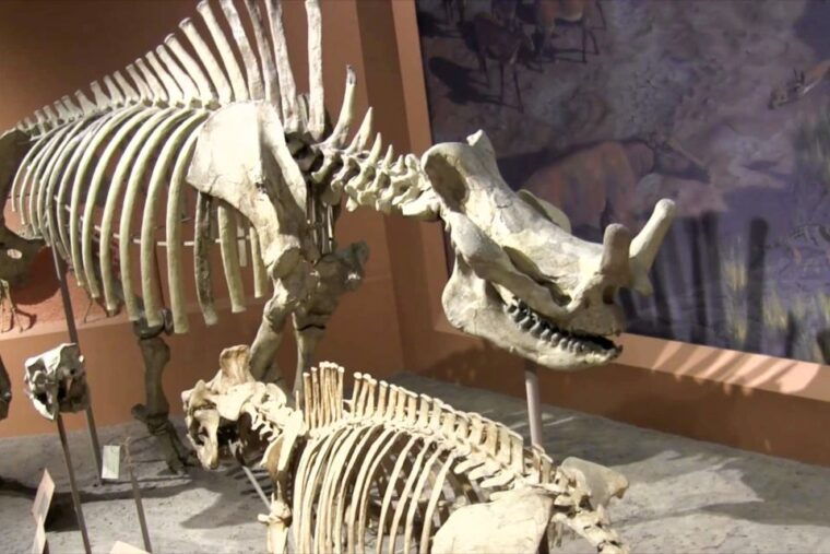 national-museum-of-natural-history-guided-tour