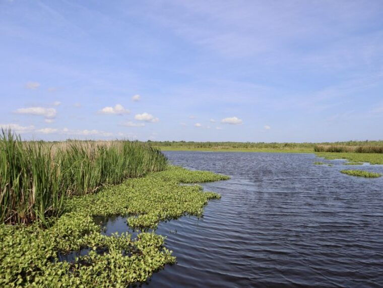 new-orleans-10-passenger-airboat-swamp-tour