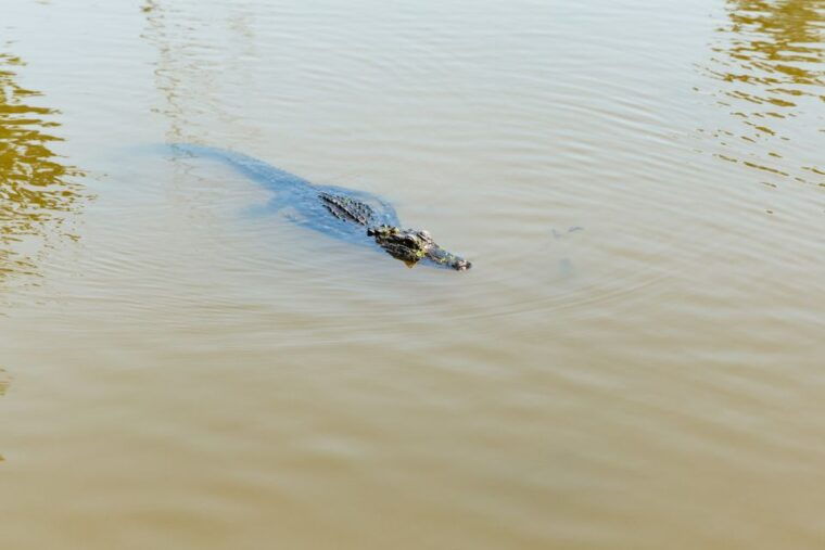 new-orleans-bayou-tour-in-jean-lafitte-national-park