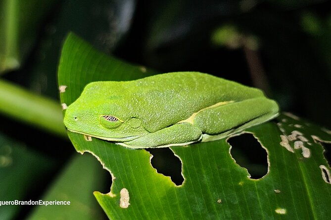 night-tour-experience-in-tortuguero