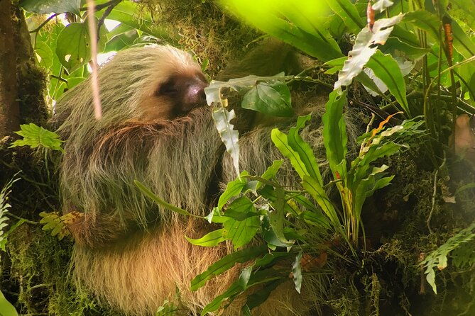 night-walk-among-the-natural-jewels-of-monteverde