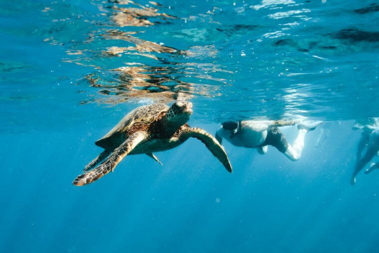 oahu-dolphin-swim-and-snorkeling-speedboat-tour