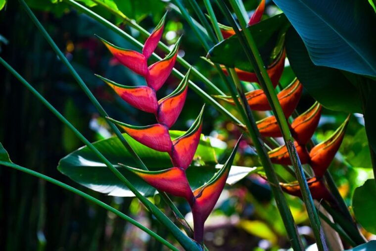 oahu-manoa-falls-waterfall-hike-with-lunch-and-transfers
