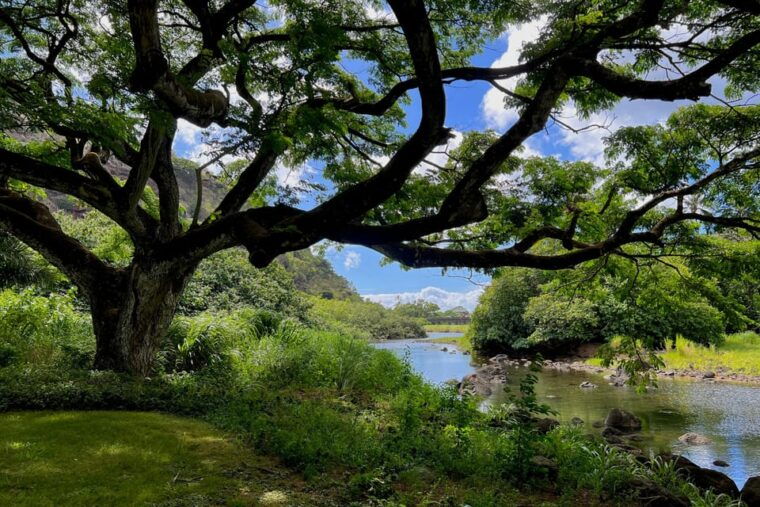 oahu-private-north-shore-tour-feat-waterfall-garden