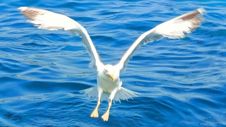 olbia-boat-tour-to-watch-dolphins-and-snorkeling