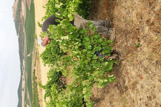 olive-oil-and-navarre-winery-visit-with-tastings-and-lunch-in-small-group-tour