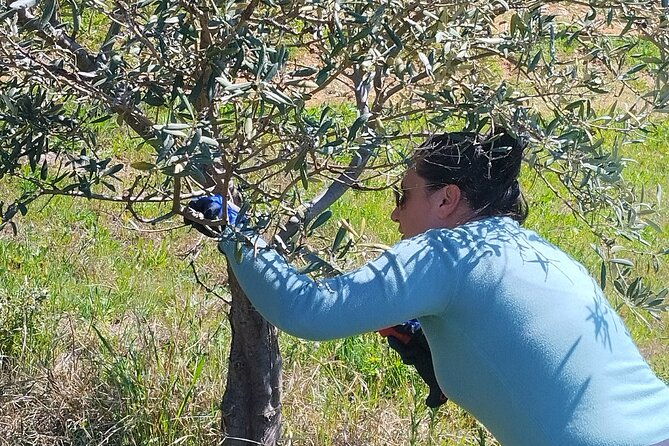 olive-oil-tasting-with-seminar-in-metagitsi-halkidiki
