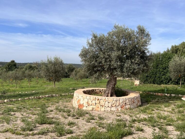olive-plant-and-mill-visit-and-tasting