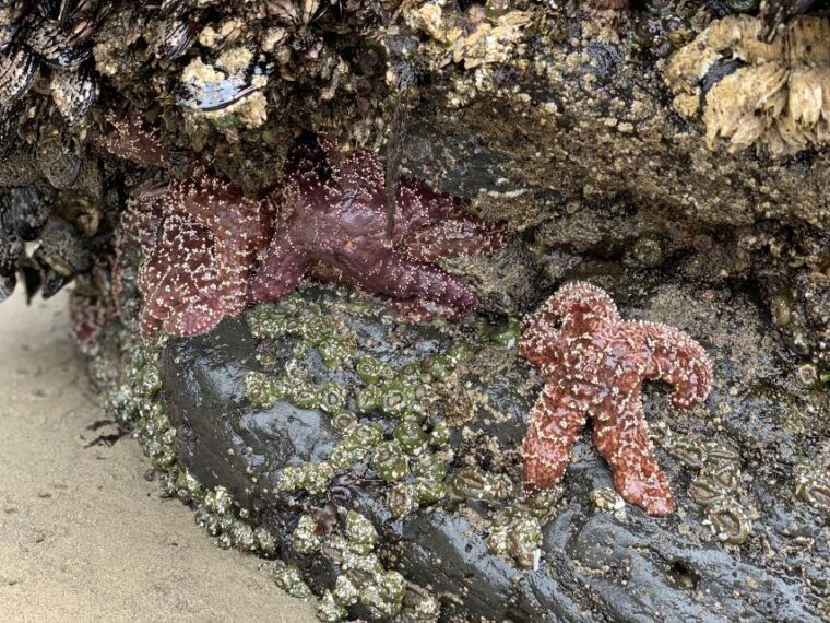 oregon-coast-day-tour-cannon-beach-and-haystack-rock