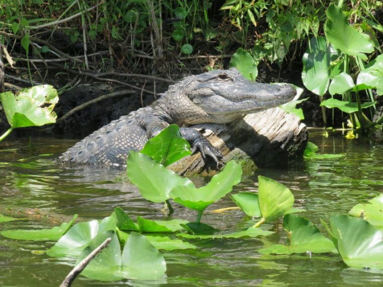 orlando-small-group-manatee-discovery-kayak-tour