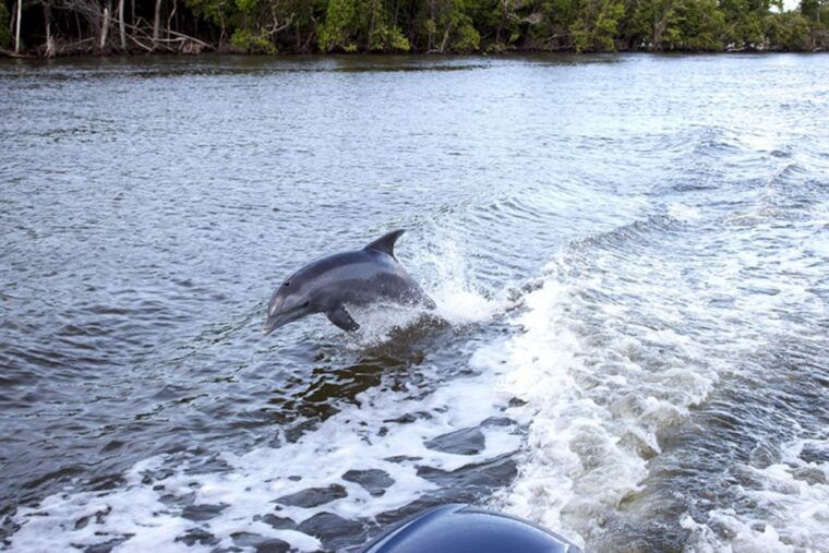 panama-city-sunset-dolphin-cruise-in-st-andrews-bay