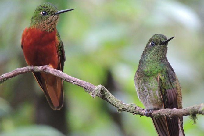 papallacta-hot-springs-and-hummingbirds-farm-day-tour