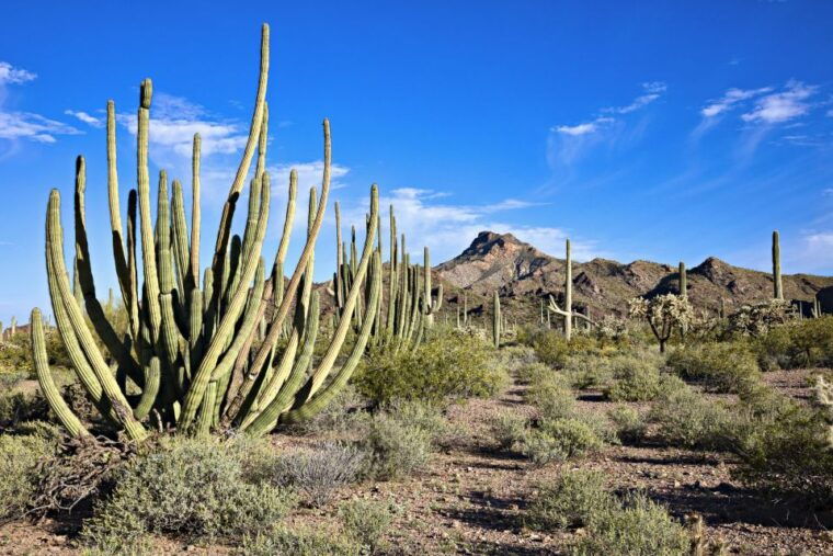 phoenix-scottsdale-apache-trail-tour-canyon-lake-cruise