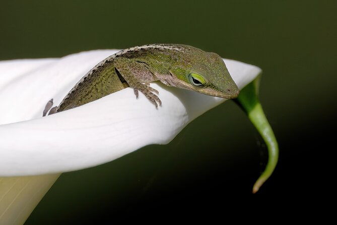 photograph-low-country-wildlife-with-a-professional-photographer
