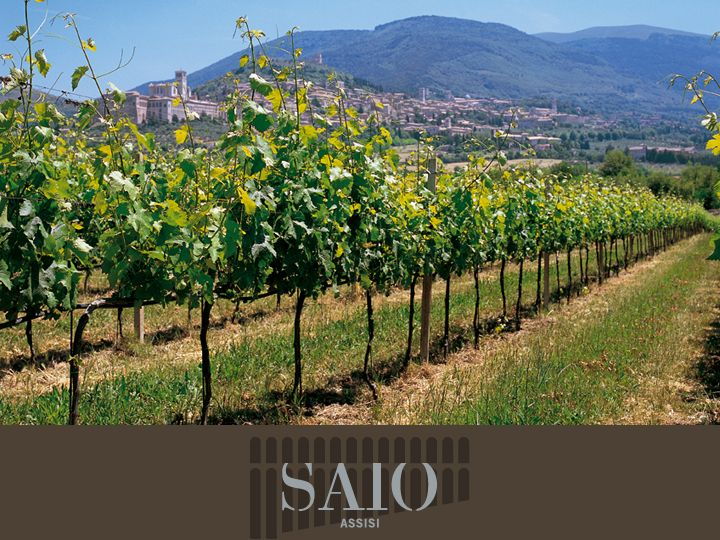 pic-nic-deluxe-assisi-and-wine-tasting-5-wines