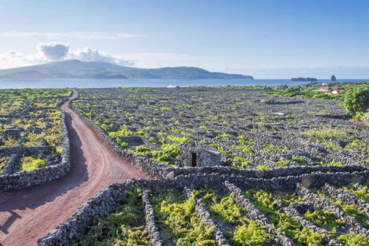 pico-island-full-day-wine-culture-tour
