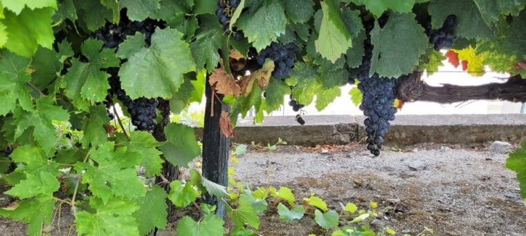 porto-to-douro-better-experience-wine-and-portuguese-food