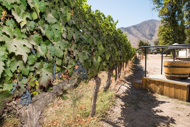 premium-wine-tasting-and-tour-at-santa-rita-private-transport