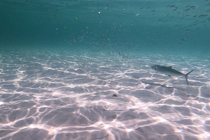 private-catamaran-snorkel-swim-and-dolphin-watching
